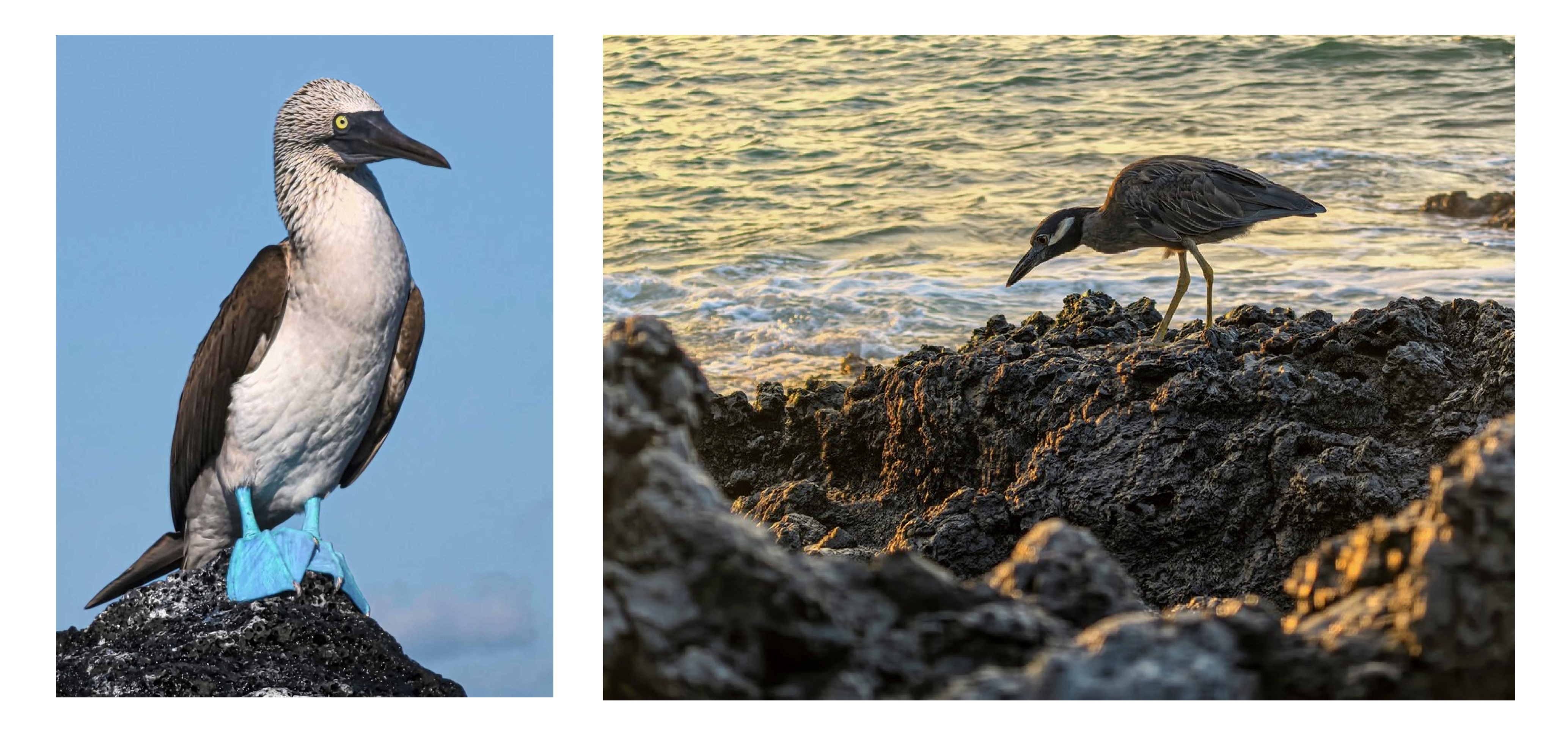 HUAWEI Pura 70 Ultra 12+512G/16+512G/16+512G Powerful New Smartphone l Dynamic video vibes &middot; Beyond-limit robustness &middot; Black white brown green